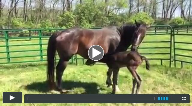 colt by Discreet Cat, out of Cherokee Caucus