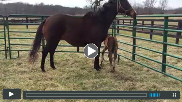colt by Lemon Drop Kid, out of Colina Verde