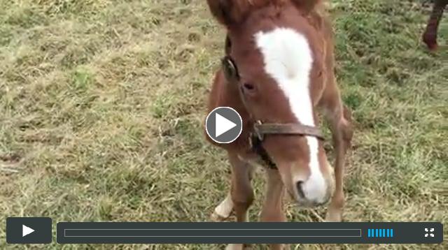 filly by Stay Thirsty, out of Awesome Tracy