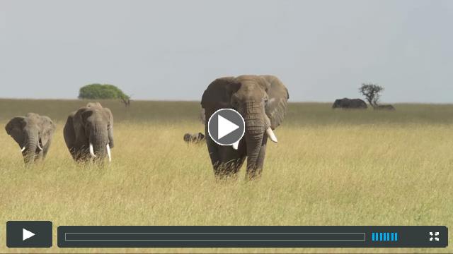 In the Tracks of Giants, recited by Ian McCallum