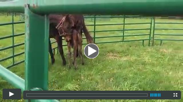 filly by Midnight Lute, out of Breezy Pointess