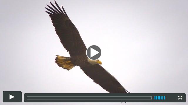 Conowingo Dam Bald Eagles