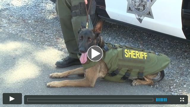 Safety Vests for K-9s - San Diego County Sheriff's Department