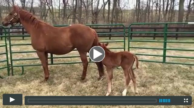 filly - by Stay Thirsty - out of Michael's Rose
