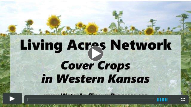 Living Acres Network:  Cover Crops in Western Kansas