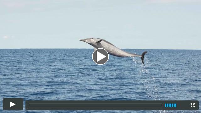 Spotted Dolphins of the Bahamas