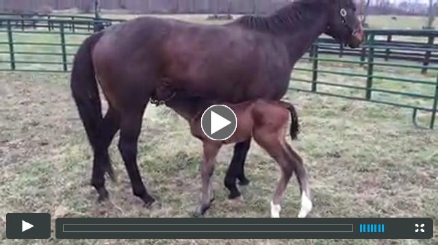 colt - by Malibu Moon - out of Jeweliana