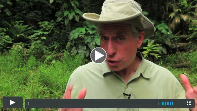 What the inquiry in rain forests course can do for you