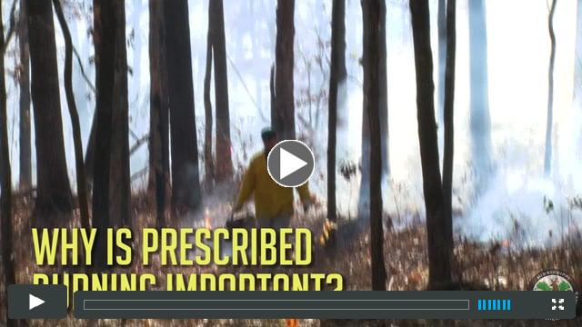 Why is Prescribed Burning Important?
