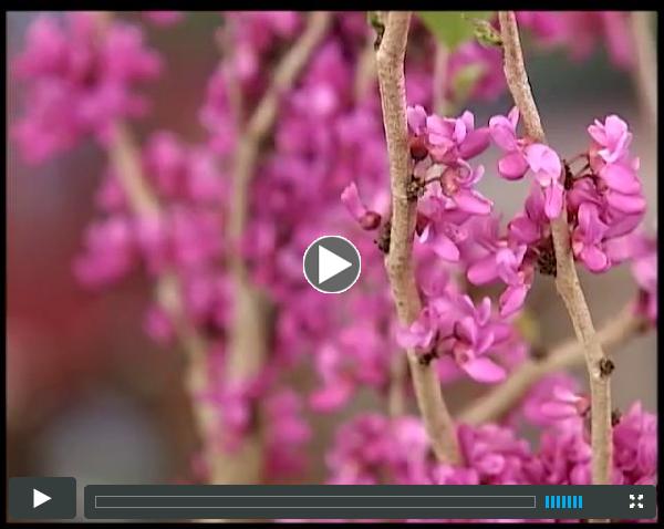 Hall County Connection - Fall Garden Expo - September 2014
