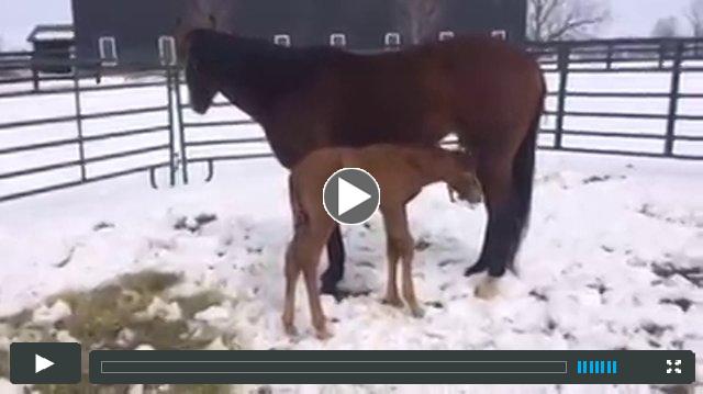 (filly) More Than Ready--Bella Chianti