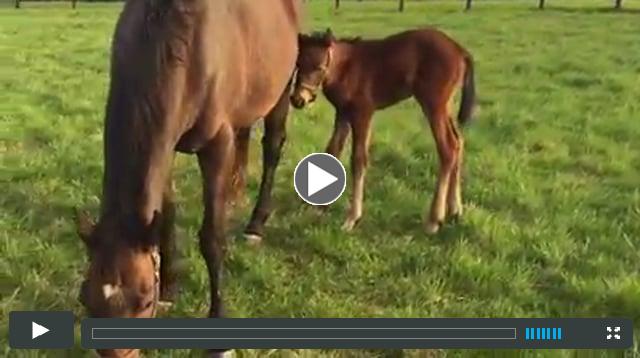 filly by Line of David, out of Noontime Angel