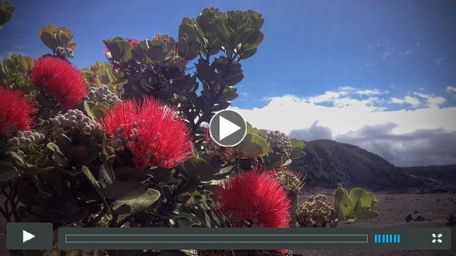 Seeding the future of the 'ohi'a forest