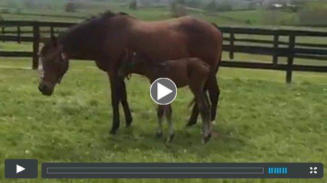 Mizzen Mast -- Lil Nugget (colt)