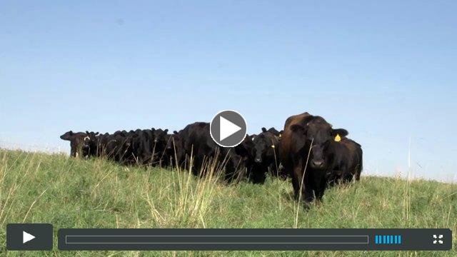 SOIL CARBON COWBOYS
