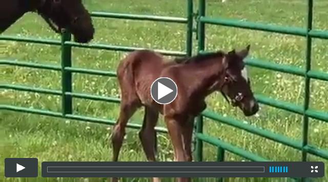 filly by Street Sense, out of Hearts on Fire