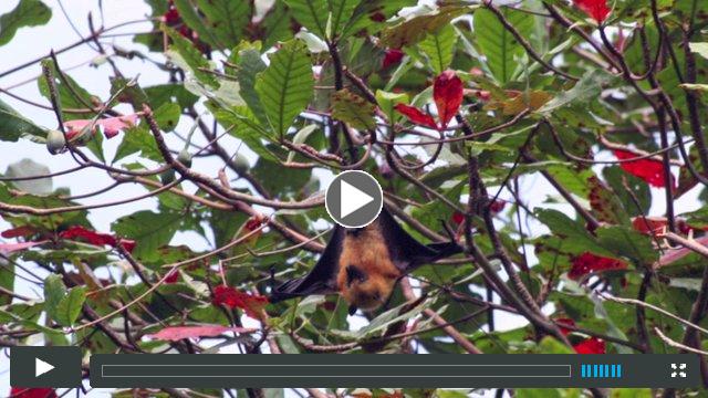 Fruit Bat By  Bayard