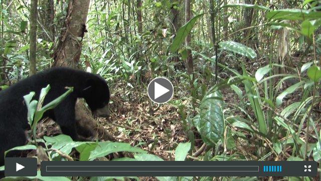 Sun Bears