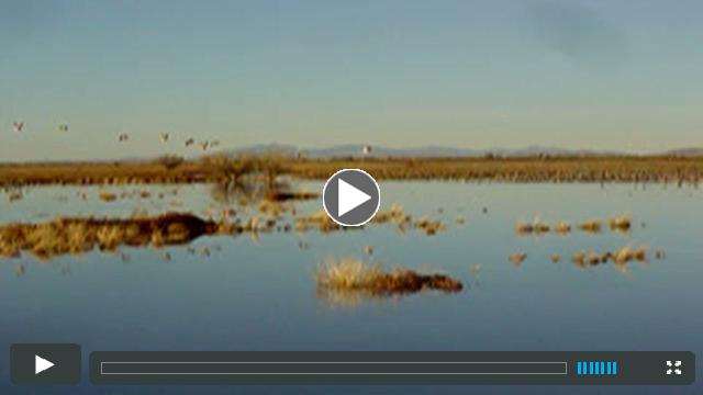 Cranes of Arizona's Whitewater Draw
