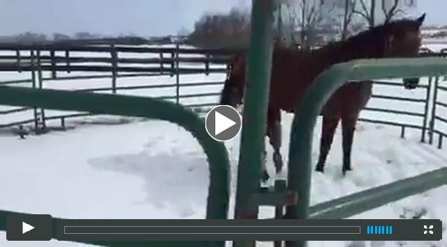 (Colt) By Alternation--Out of Gossip Mill