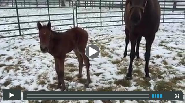 filly - by Animal Kingdom - out of Placentia