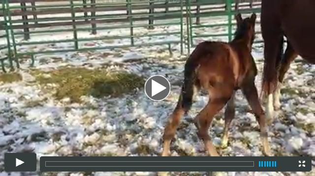 colt by Union Rags, out of Ellesmere