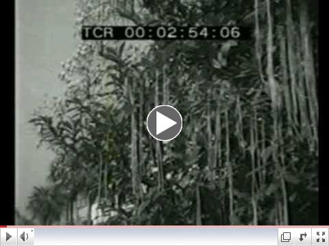 Panorama - April Fool's Day Hoax - Spaghetti Harvest - 1st April 1957