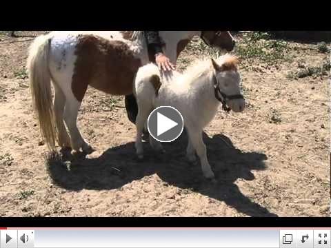 As seen on KSEE NBC affiliate in Fresno Ca. news story about Wild Bill of Wild Bill Pony Rides