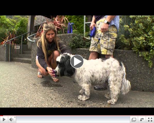 Cannon Beach, Oregon Sizzle Reel
