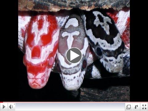 Taking Care Of A Corn Snake!