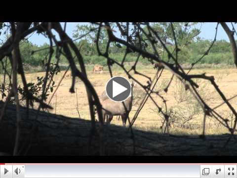 Texas Nilgai Hunt, September 2011, Wildlife Systems
