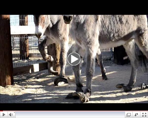donkey rescue