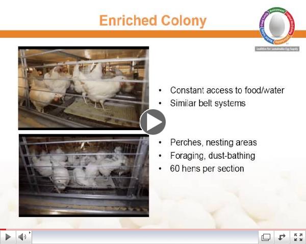 CSES - Hen housing systems review