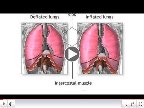 Cancer Facts : How Does Lung Cancer Develop?