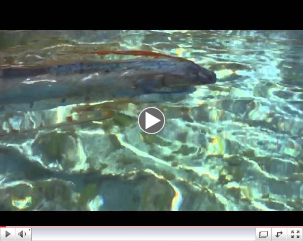 Rare Oarfish Sighting - Sea of Cortez