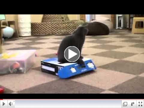 Bully Cat 