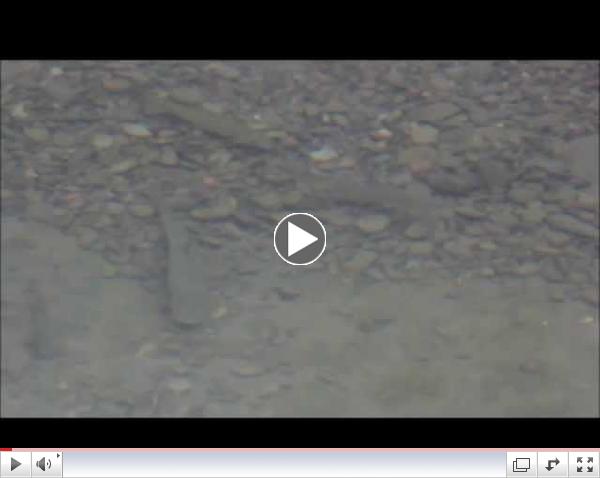 Huge Cedar Run Trout