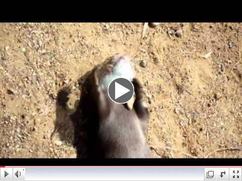 Magic Otter - The Translation