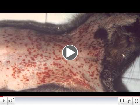 Plague: What You Need to Know