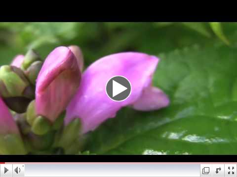 Great Smoky Mountains: What's Blooming in August