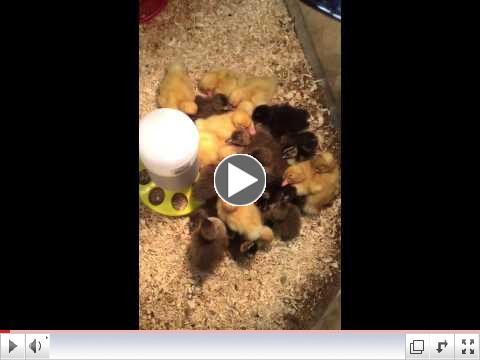 Baby Ducks at Argyle Feed & Hardware