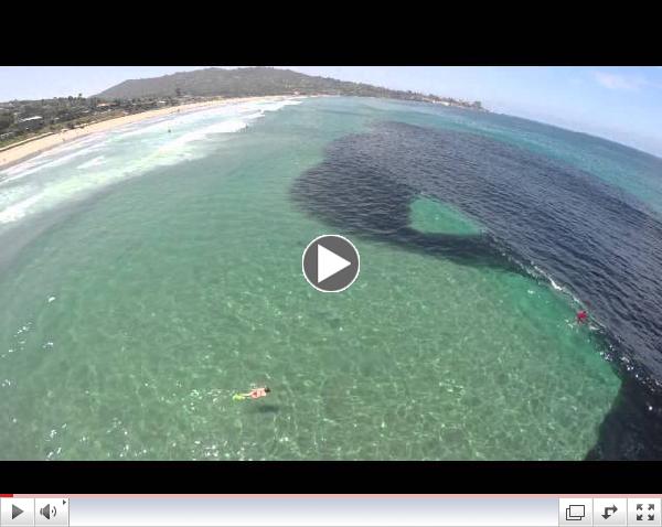 Anchovy school at Scripps Pier, July 8, 2014