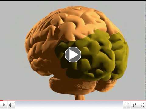 How the human brain works
