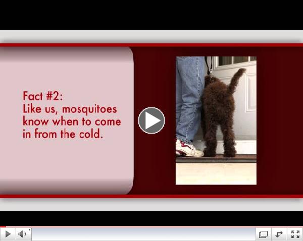 Heartworm Prevention Always in Season Says American Heartworm Society