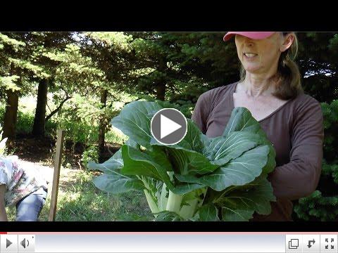 MyLITV visits the Agricultural Center's Community Gardens