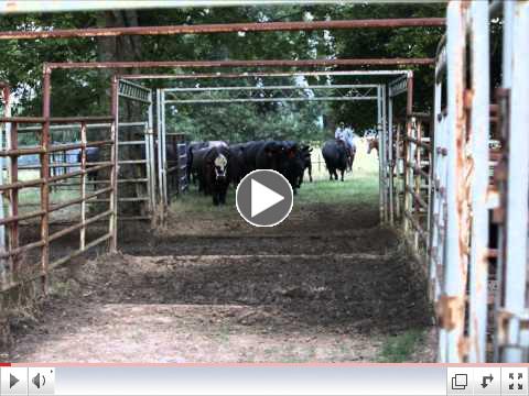 Bozeman Farms_Weaning.wmv
