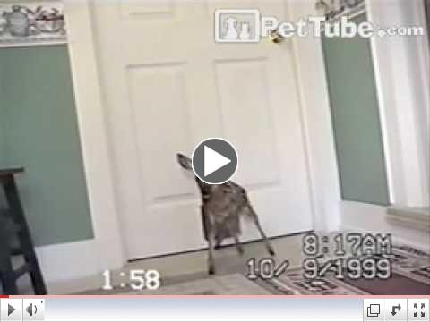 Deer Door - PetTube.com