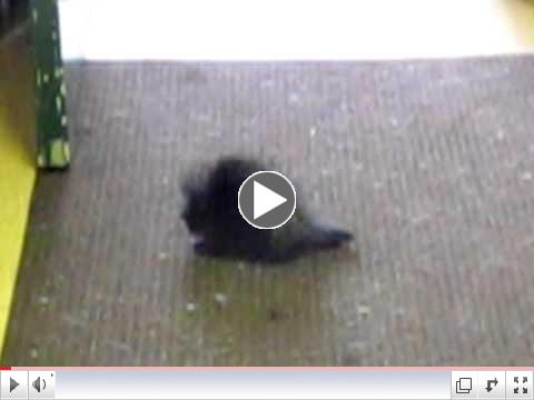 Irwin plays in the office!