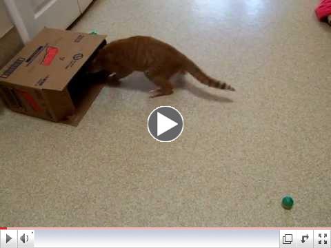 Peachie having fun with a box
