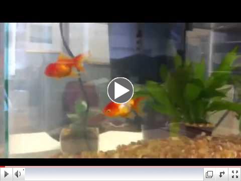 Film Festival Fish.MOV